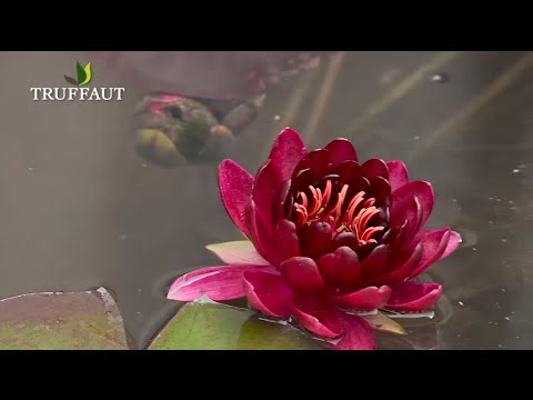 Les nénuphars :  installer un nénuphar dans un bassin-plante aquatique  - Truffaut
