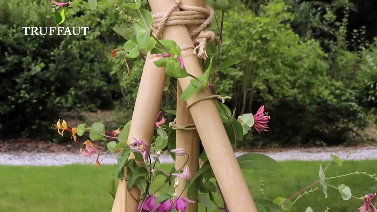 Créer un support pour plantes grimpantes : plein soleil - Truffaut