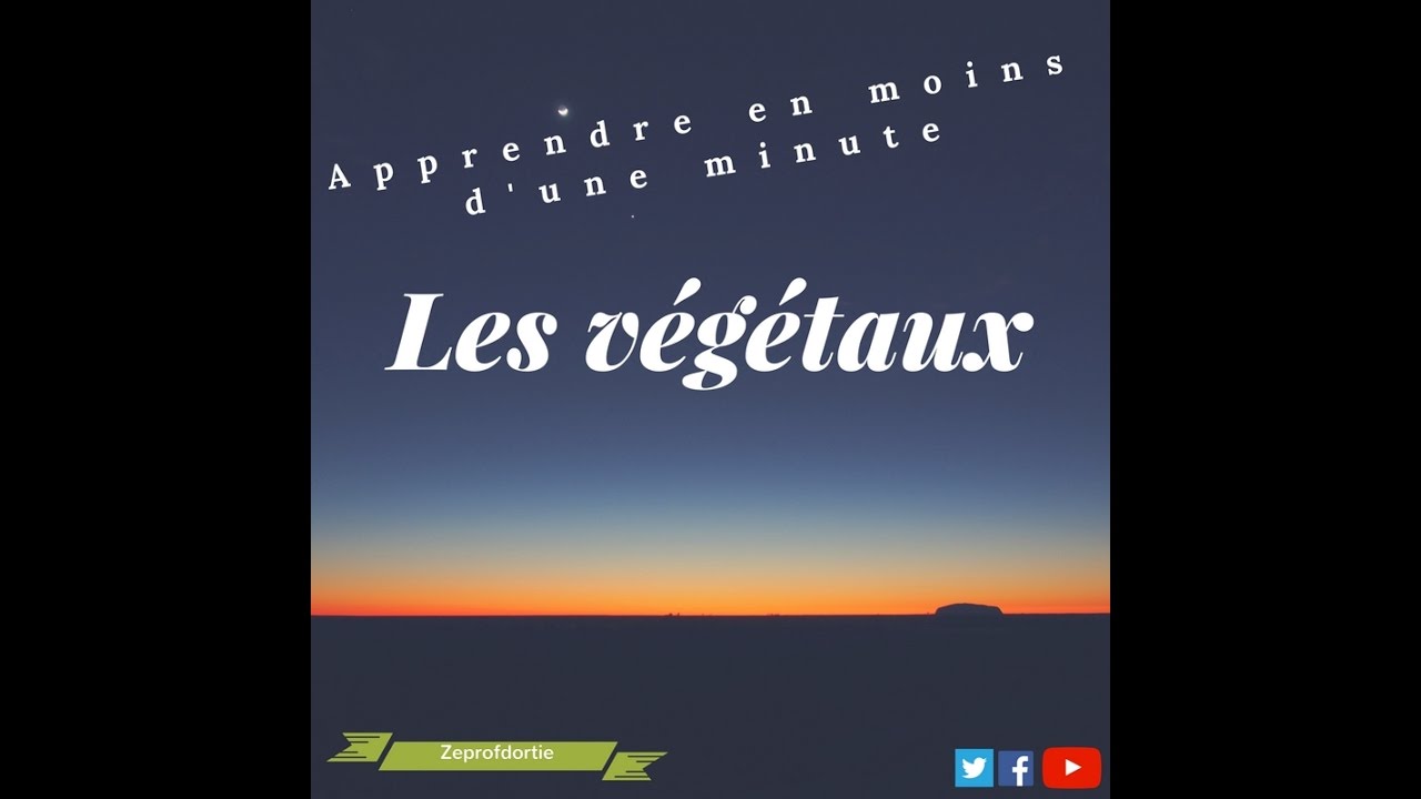 Le Nandina domestica en moins d'1 minute #zeprofdortie