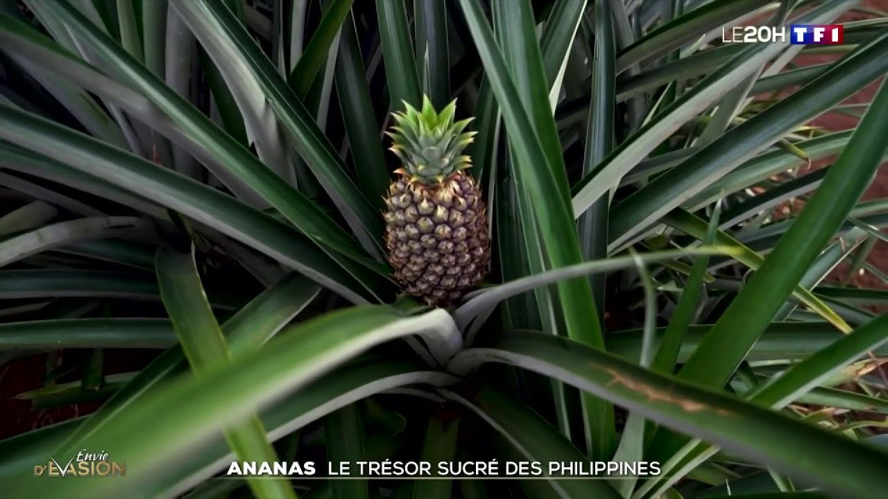 Ananas : le trésor sucré des Philippines