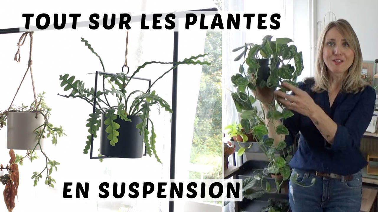 🌿 PLANTES EN SUSPENSION  : COMMENT LES ACCROCHER, COMMENT ARROSER, QUELLES PLANTES POUR SUSPENDRE