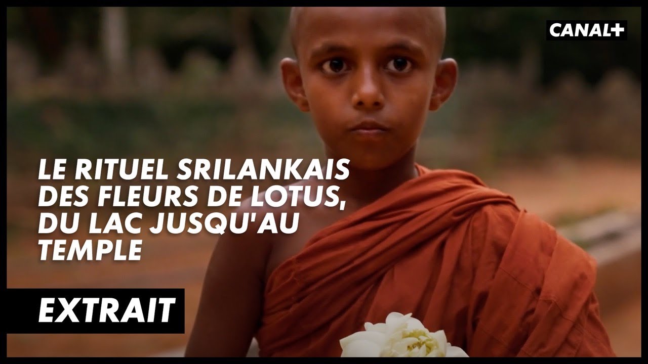 Symbole de générosité, la fleur de lotus a une vraie symbolique dans la religion bouddhiste