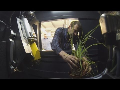 Les bonnes racines font de meilleures plantes - futuris