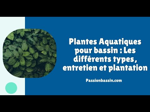 Plantes Aquatiques pour bassin : Les différents types, entretien et plantation