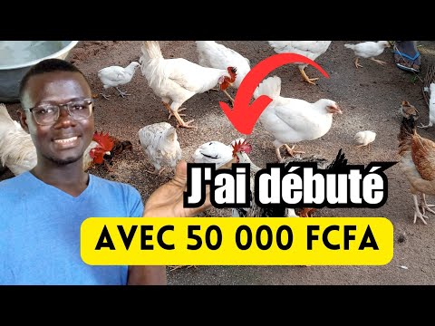Comment débuter l'élevage des Poules Locales avec 50 000 FCFA ?