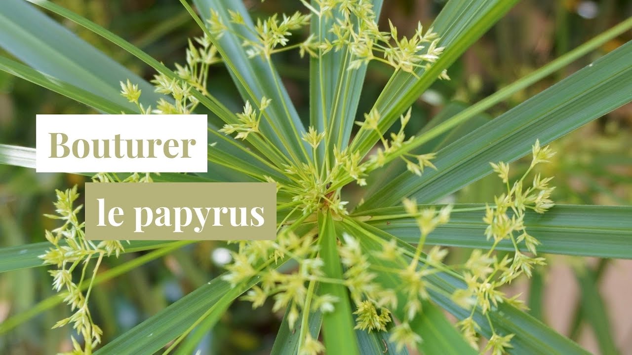 Bouturer votre papyrus