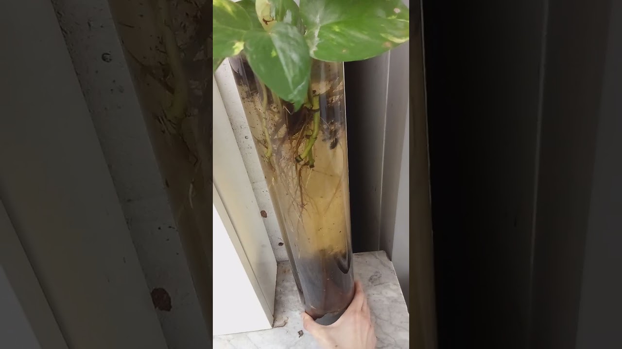 voyage à l'intérieur de soi comme les racines des plantes 🌱🌊.