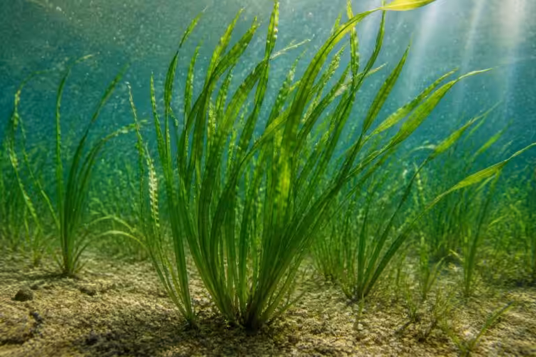 découvrez tout ce qu'il faut savoir sur la vallisneria spiralis, une plante aquatique idéale pour votre aquarium. guide complet sur sa culture, son entretien et ses bienfaits.