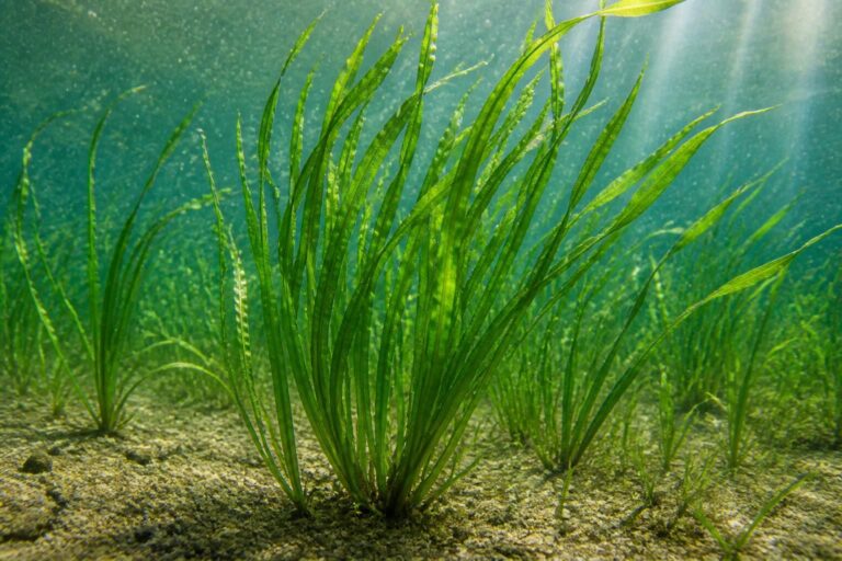découvrez tout ce qu'il faut savoir sur la vallisneria spiralis, une plante aquatique idéale pour votre aquarium. guide complet sur sa culture, son entretien et ses bienfaits.