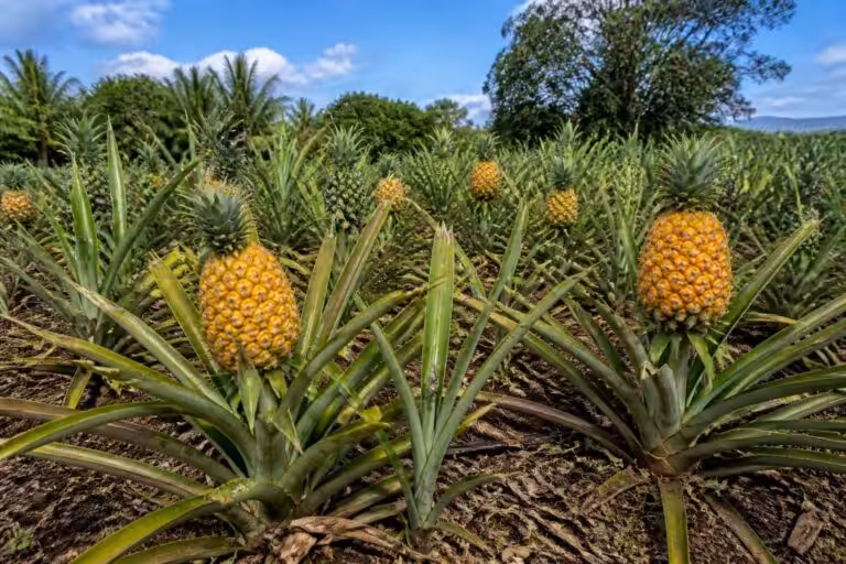 découvrez comment planter et cultiver l'ananas, cet arbuste fruitier exotique, avec nos conseils pratiques pour réussir sa culture en jardin ou en pot.