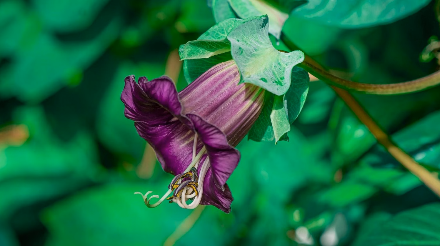 Anthémis : plantation et floraison de cette fleur
