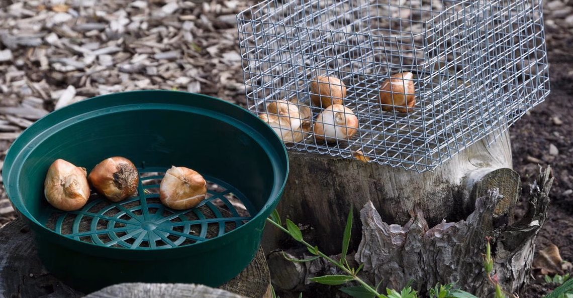 Fabriquer des boules de graisse pour les oiseaux du jardin
