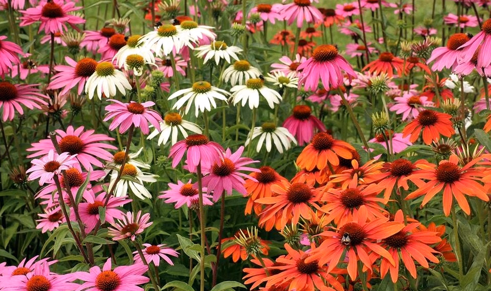 5 fleurs à planter en septembre et comment les semer