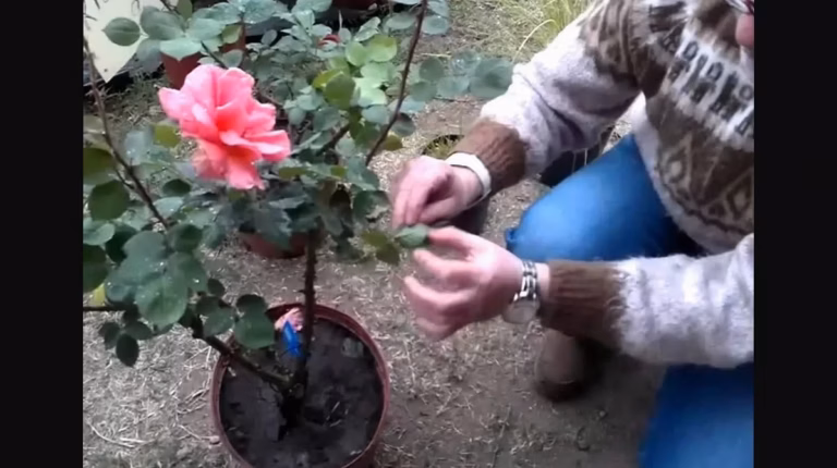 Quand et comment tailler les rosiers